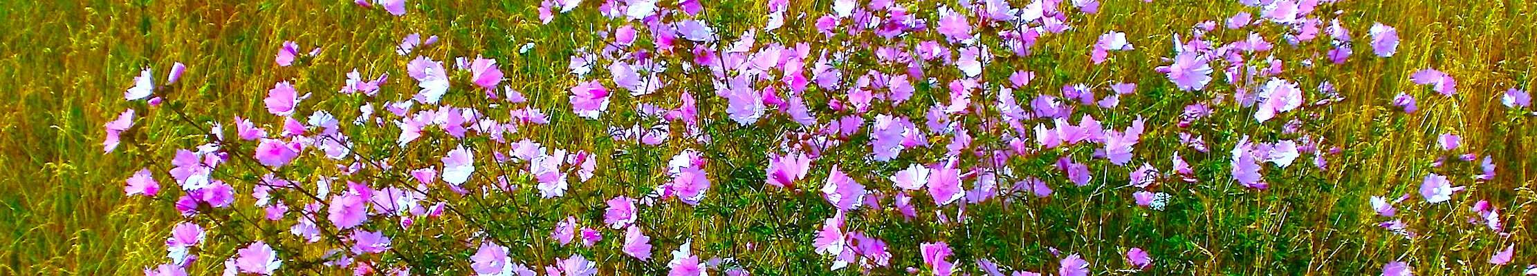 Image of european mallow