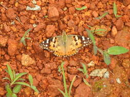 Image of Vanessa cardui