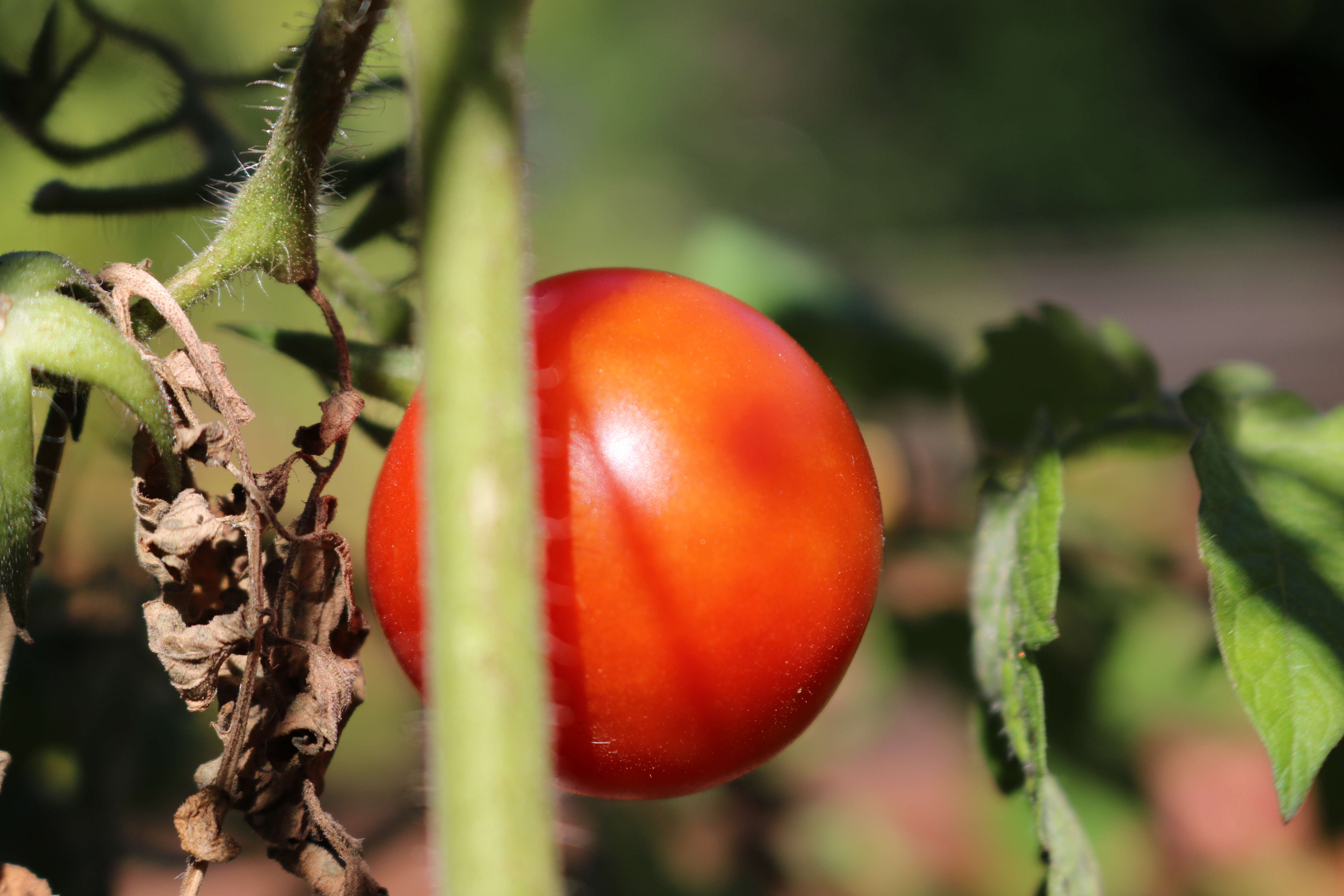 Image of tomato