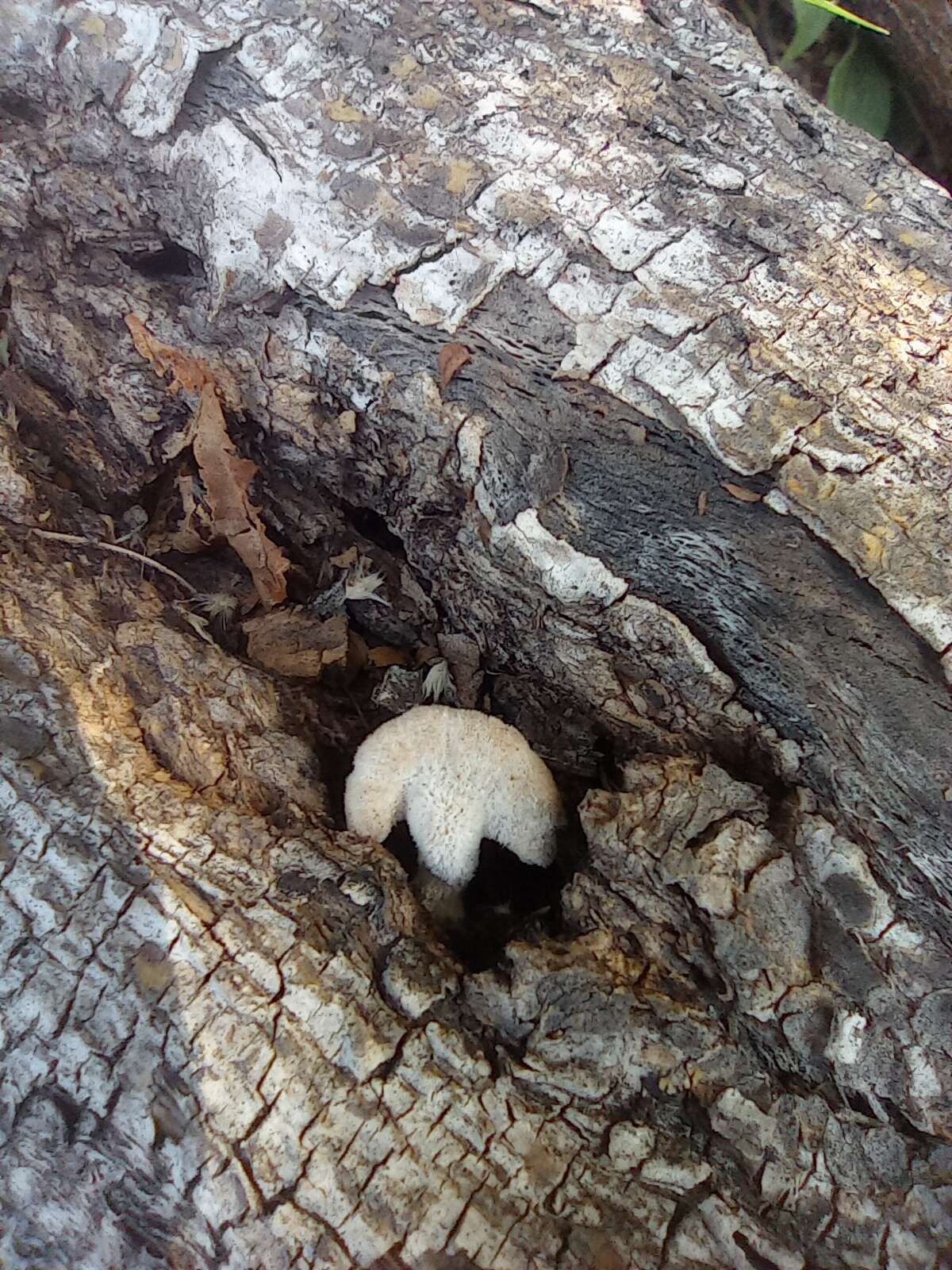 Image of Schizophyllum