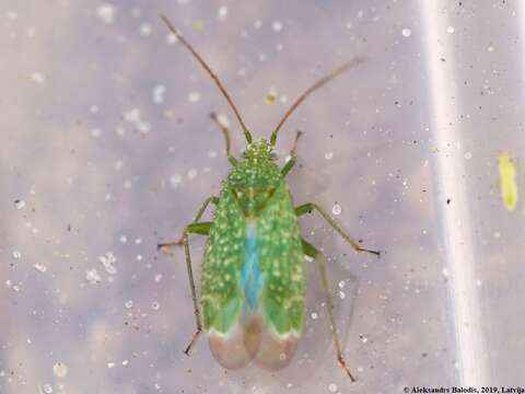 Image of Orthotylus flavosparsus (C. Sahlberg 1841)