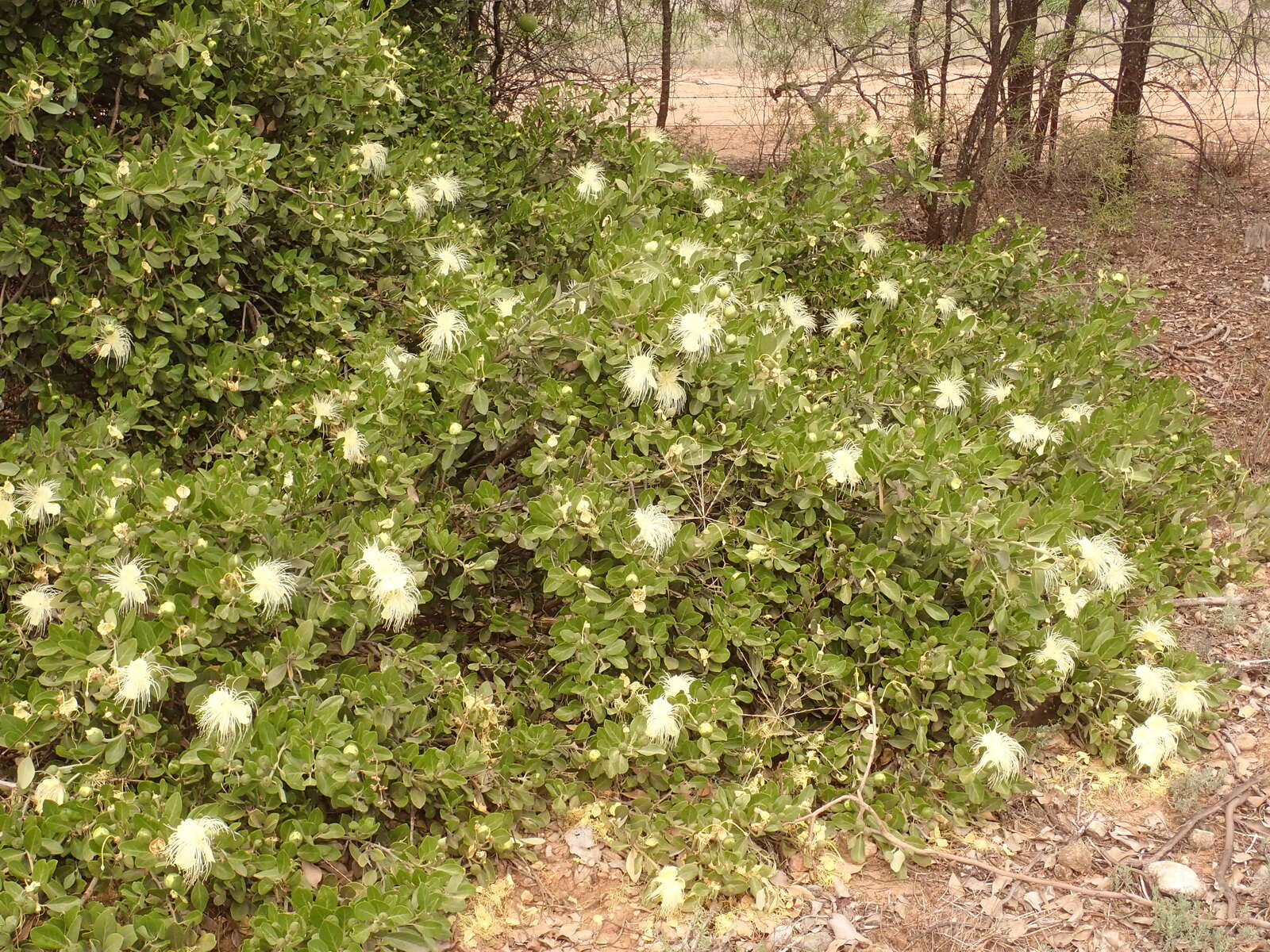 Image de Capparis mitchellii Lindl.