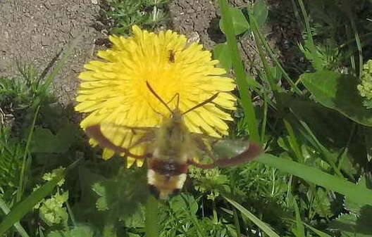 Image of broad-bordered bee hawk-moth