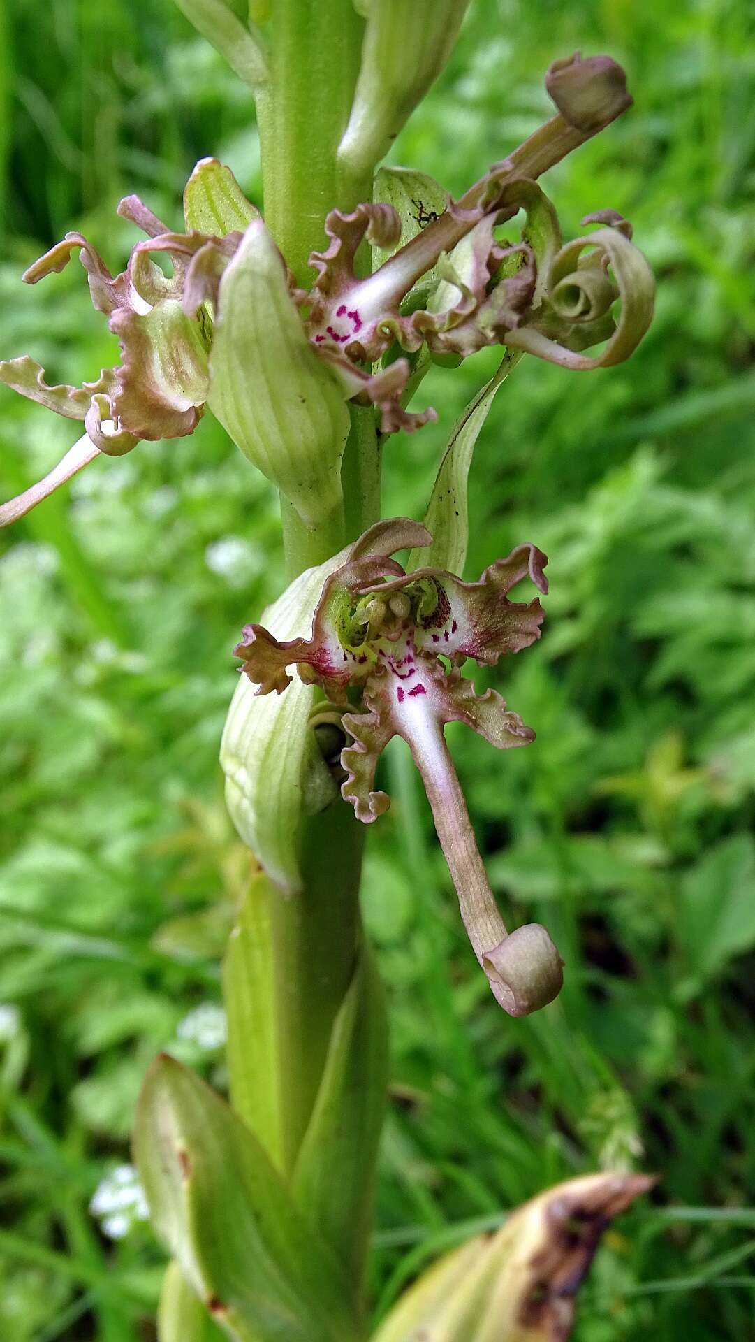 Himantoglossum hircinum (L.) Spreng. resmi