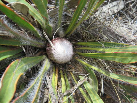 Image of Protea scabriuscula E. Phillips