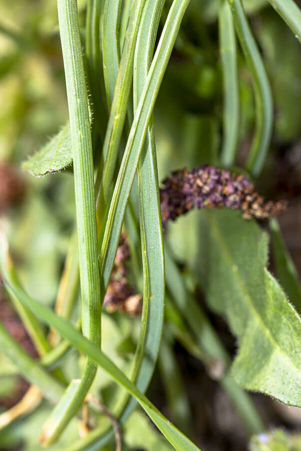 Image of Armenian grape hyacinth