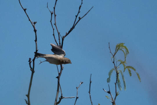 Image of Lazuli Bunting