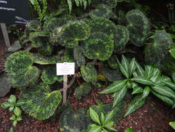 Image of Begonia sizemoreae Kiew