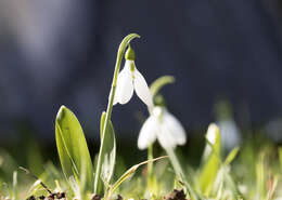 Image of giant snowdrop