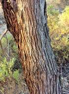 Image of Kangaroo Island Narrow-leaf Mallee