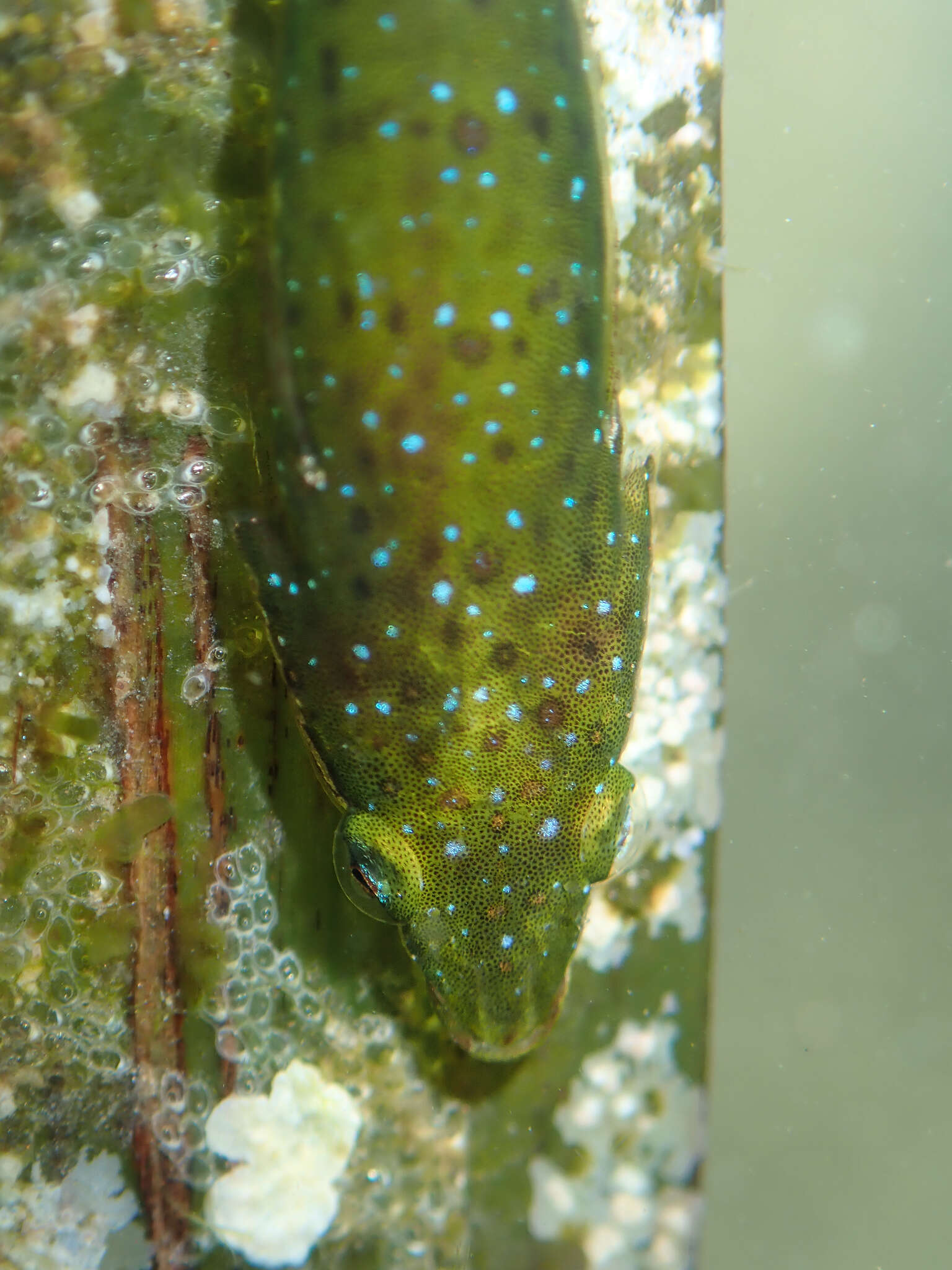 Image of Opeatogenys gracilis (Canestrini 1864)