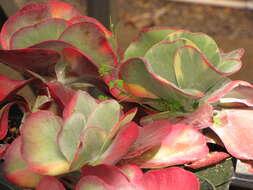 Image of Kalanchoe luciae