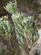 Image of Leucadendron singulare I. Williams