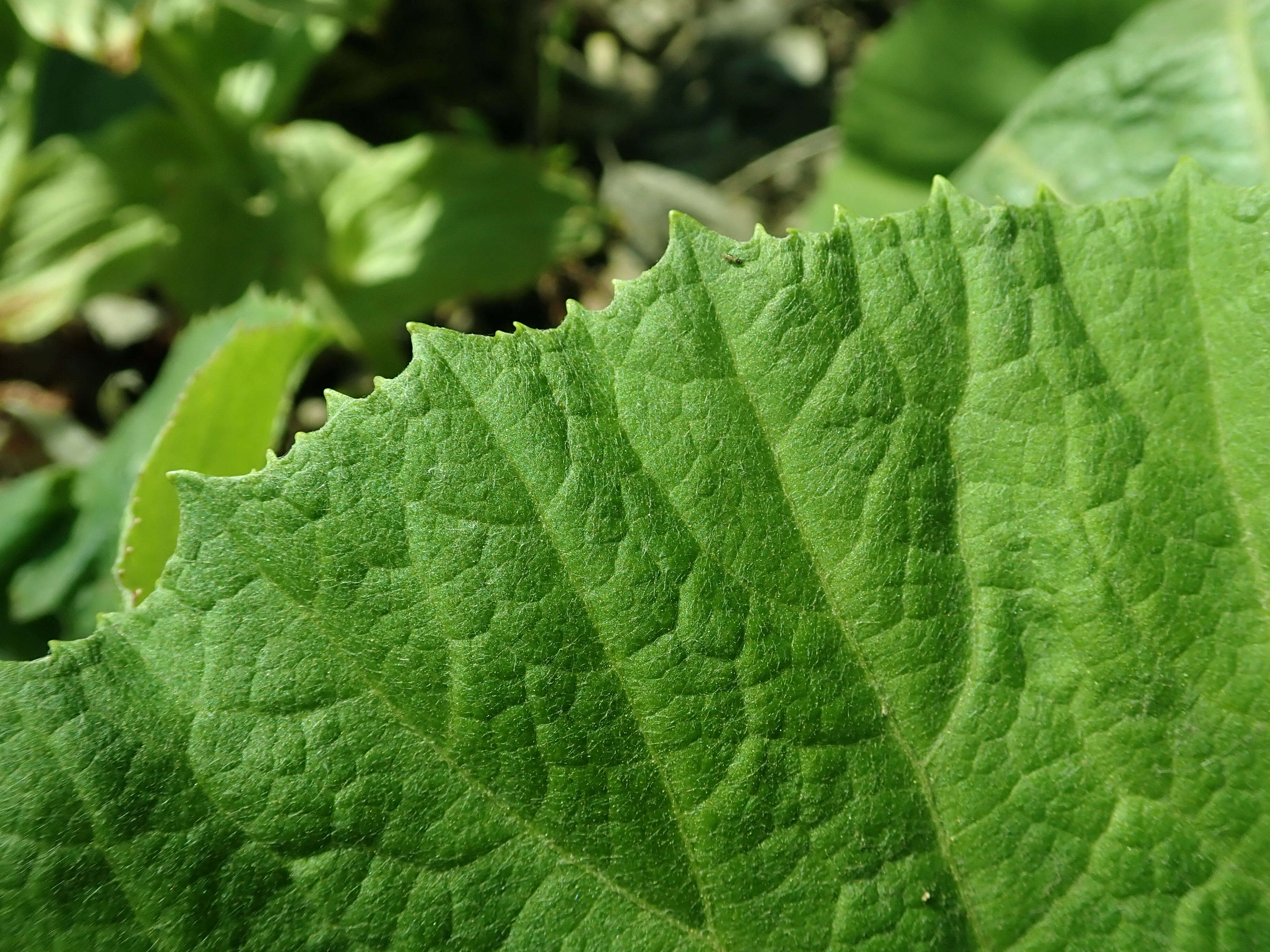 Image of Bog rhubarb