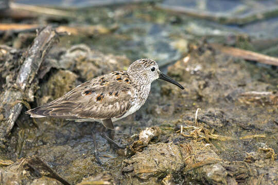 Image of Western Sandpiper