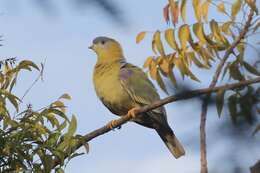 Image of Yellow-footed Green Pigeon