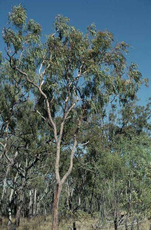 Image of Corymbia umbonata (D. J. Carr & S. G. M. Carr) K. D. Hill & L. A. S. Johnson