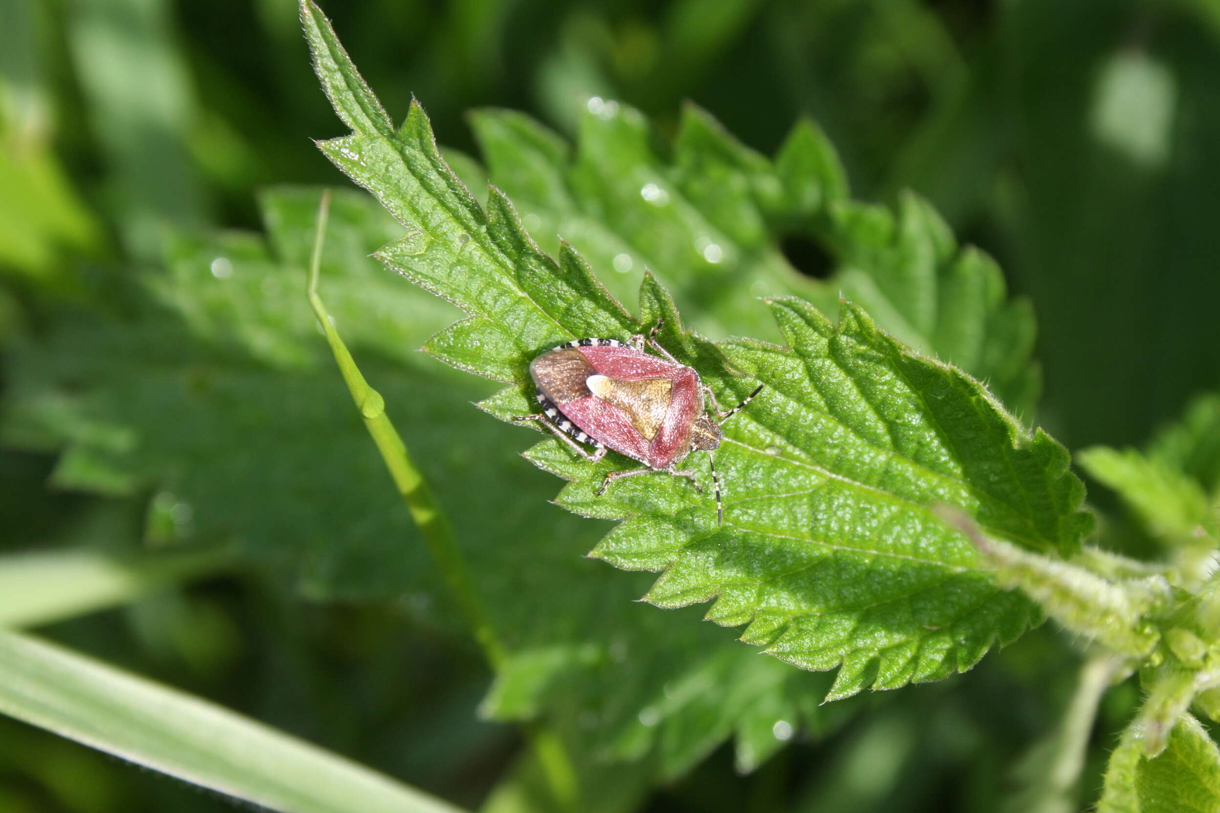 Image of sloe bug