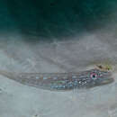 Image of Flathead goby