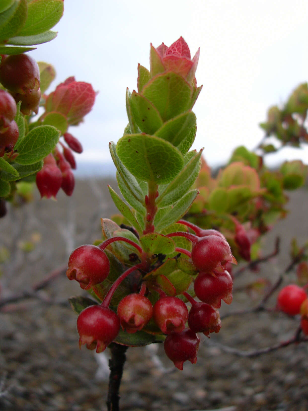 Image de Vaccinium reticulatum Sm.