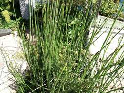 Image of Southern Giant Horsetail