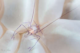 Image of Bubble coral shrimp