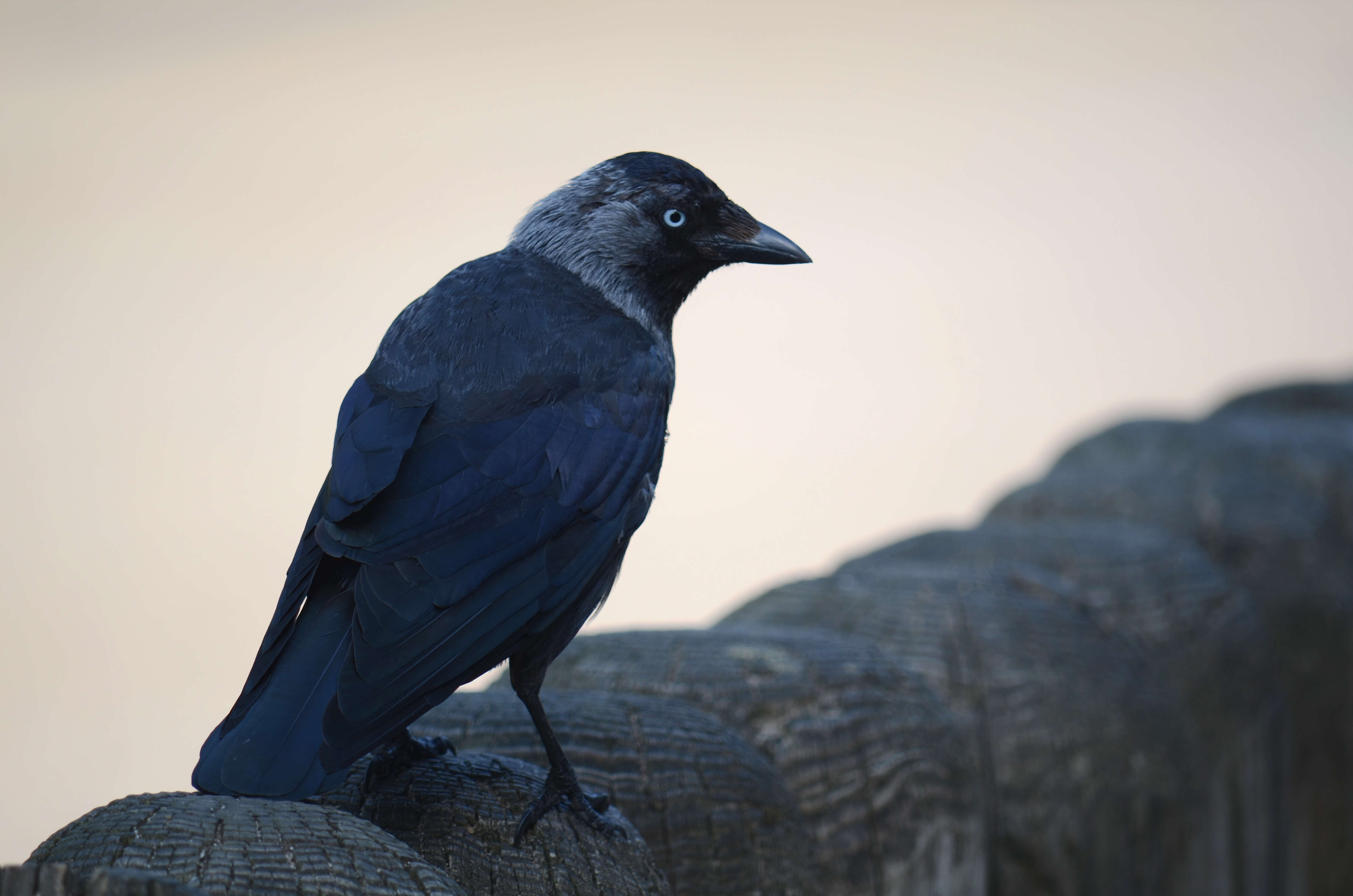 Image of Eurasian Jackdaw