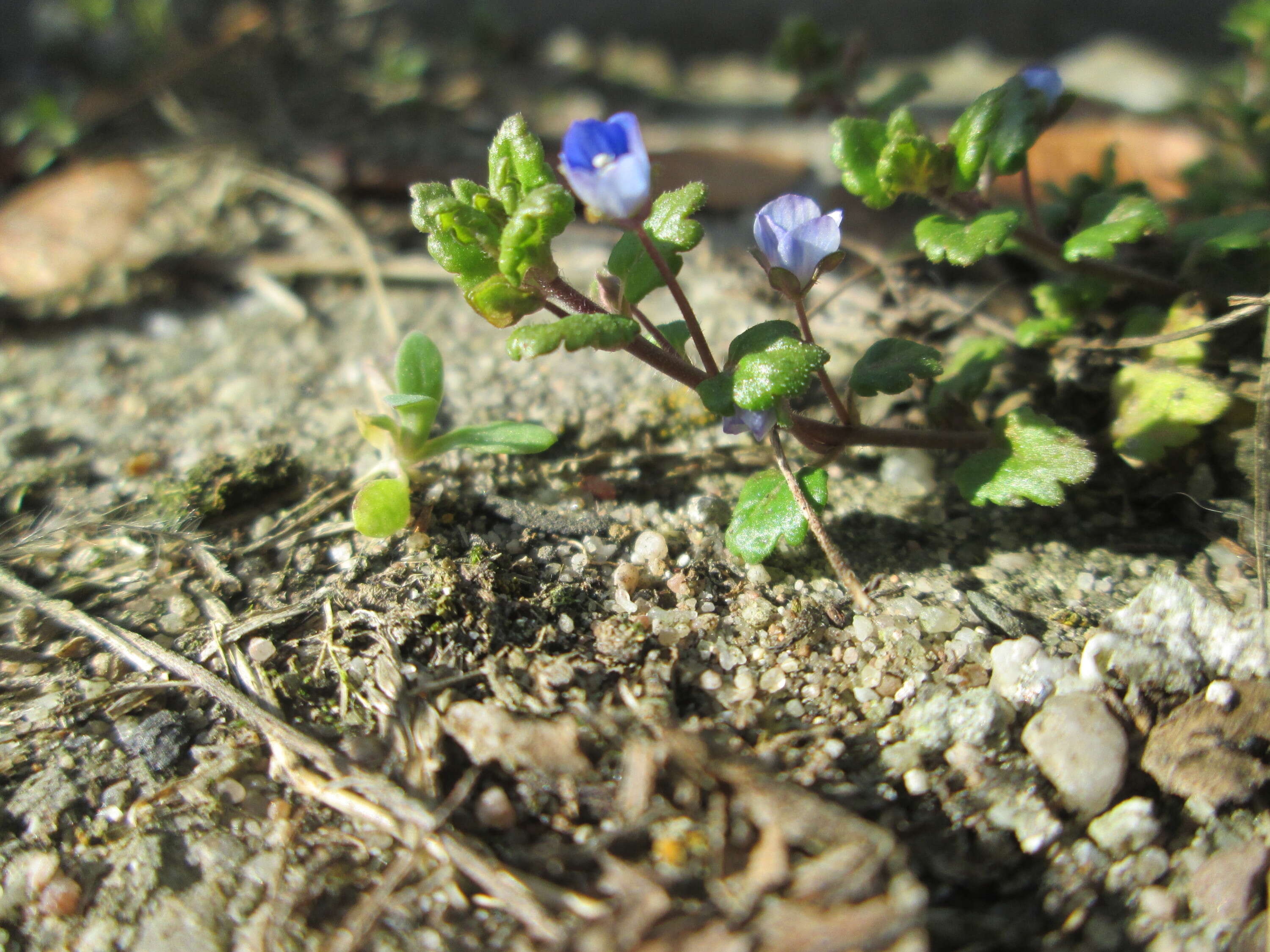 Image of Grey Field-speedwell