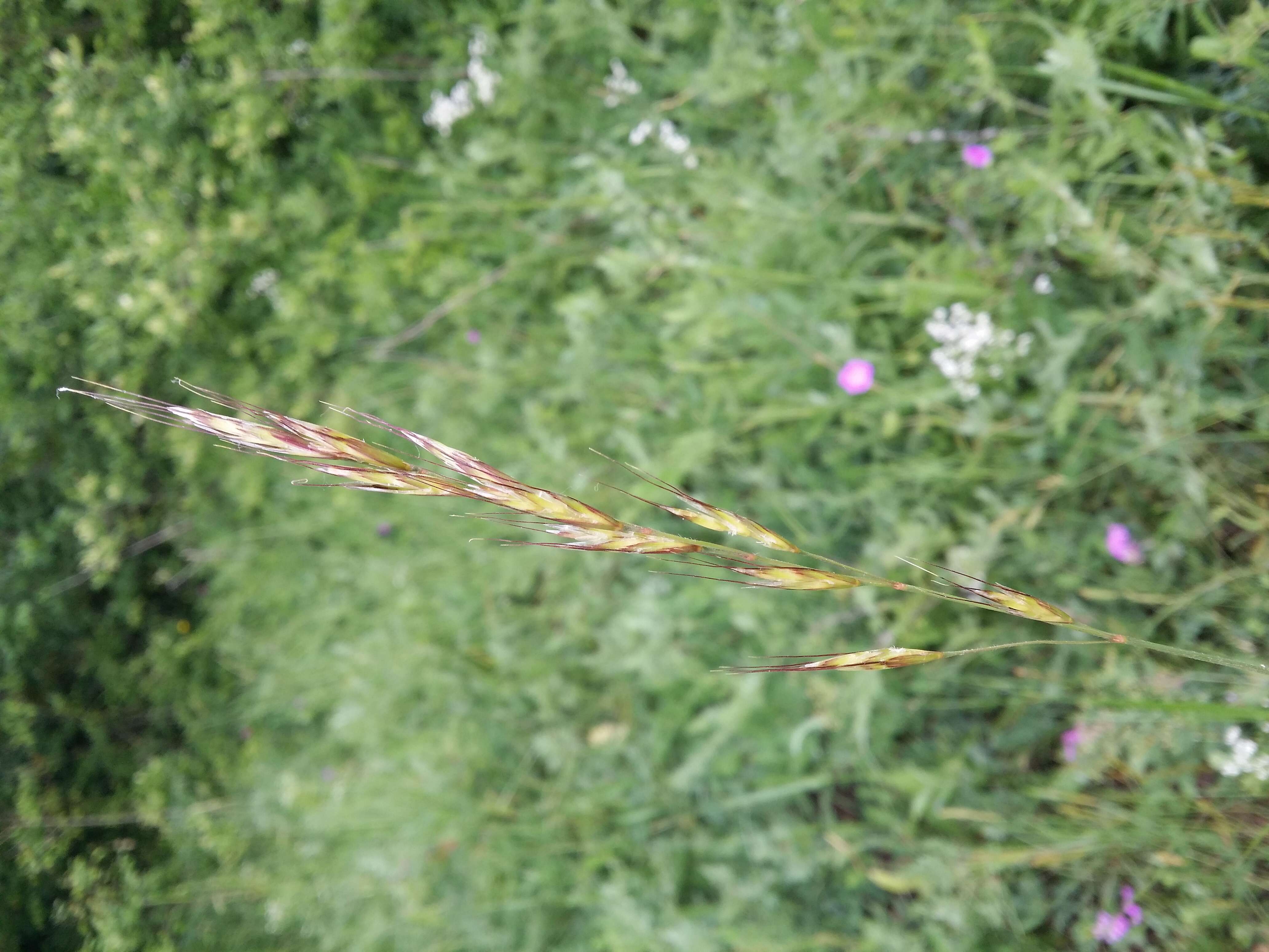 Plancia ëd Helictochloa pratensis (L.) Romero Zarco