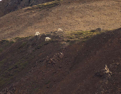 Image of Dall’s Sheep