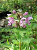 Image of spotted dead-nettle