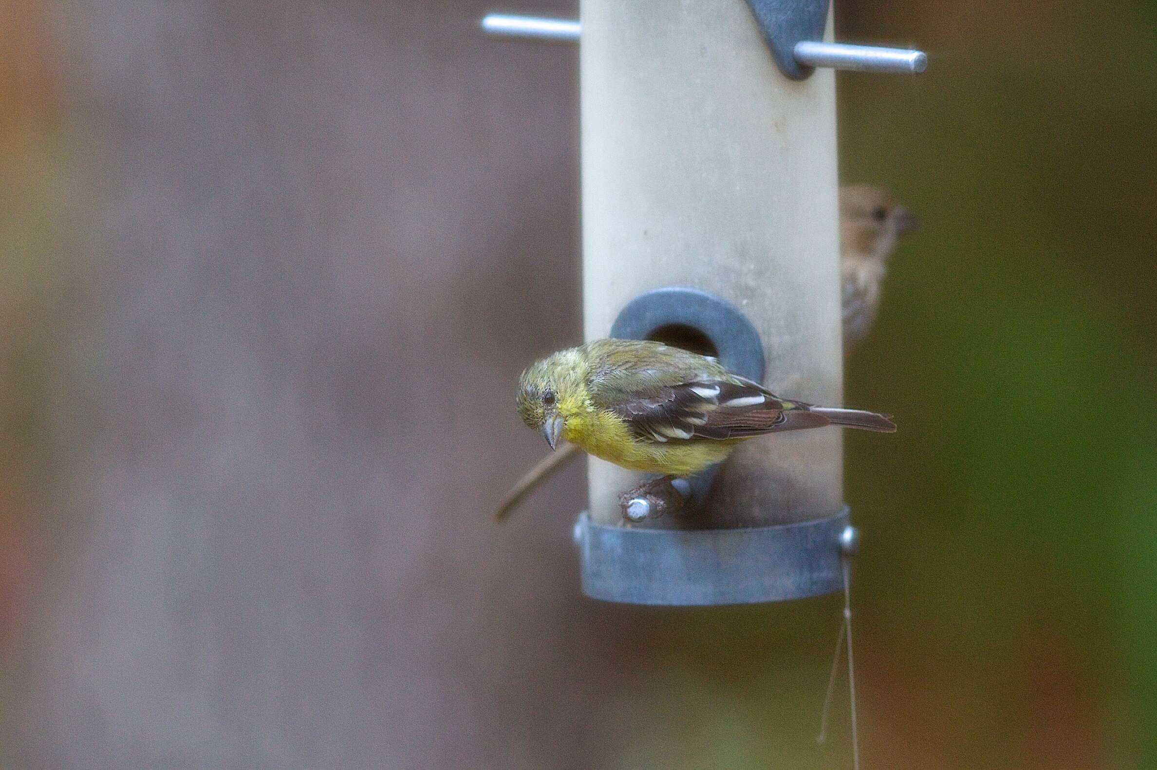 Image of Lesser Goldfinch