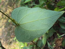 Image of Solena amplexicaulis (Lam.) Gandhi ex Saldanha & Nicolson