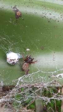 Image of Desid spider