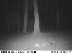 Image of Grey Foxes