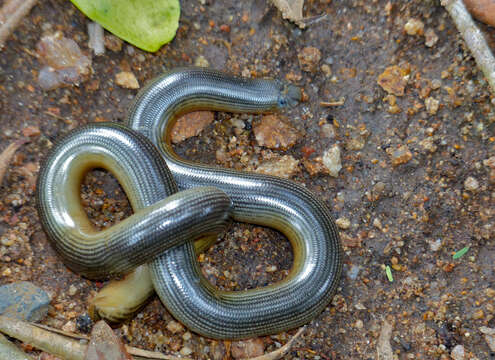 Image of Zambezi Blind Snake