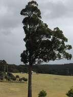 Image of Eucalyptus globoidea Blakely