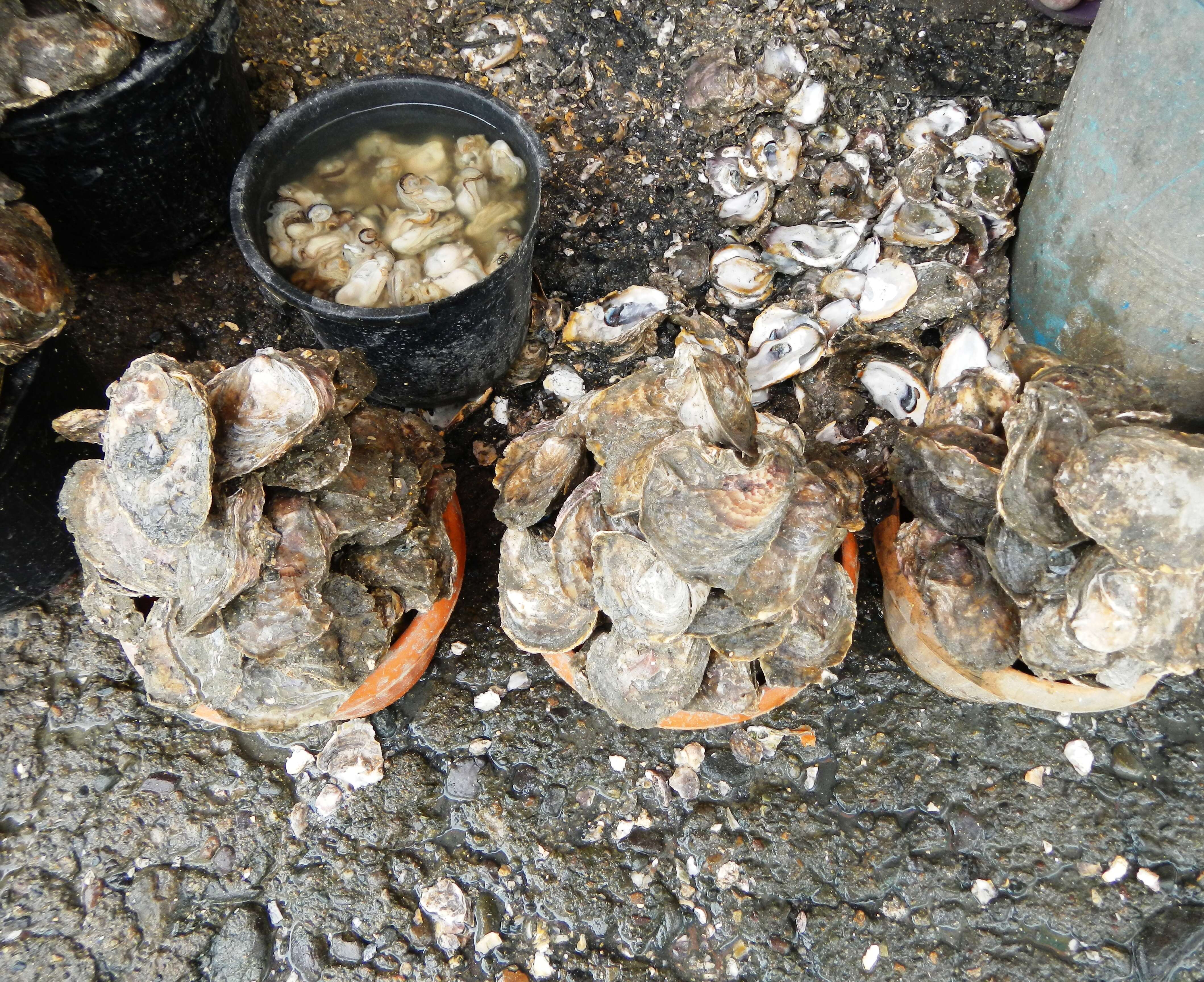 Image of Slipper cupped oyster