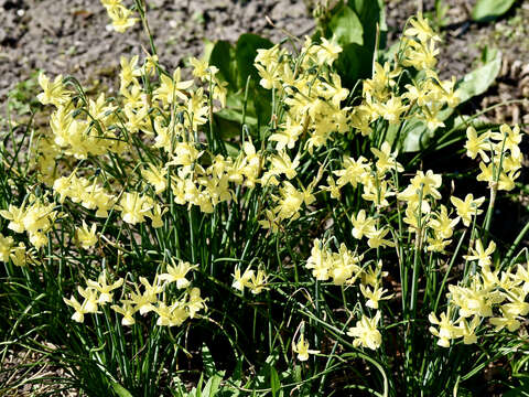 Image of Narcissus cernuus