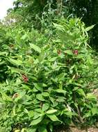 Image de Calycanthus floridus L.