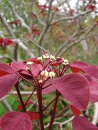 Image of Mexican shrubby spurge