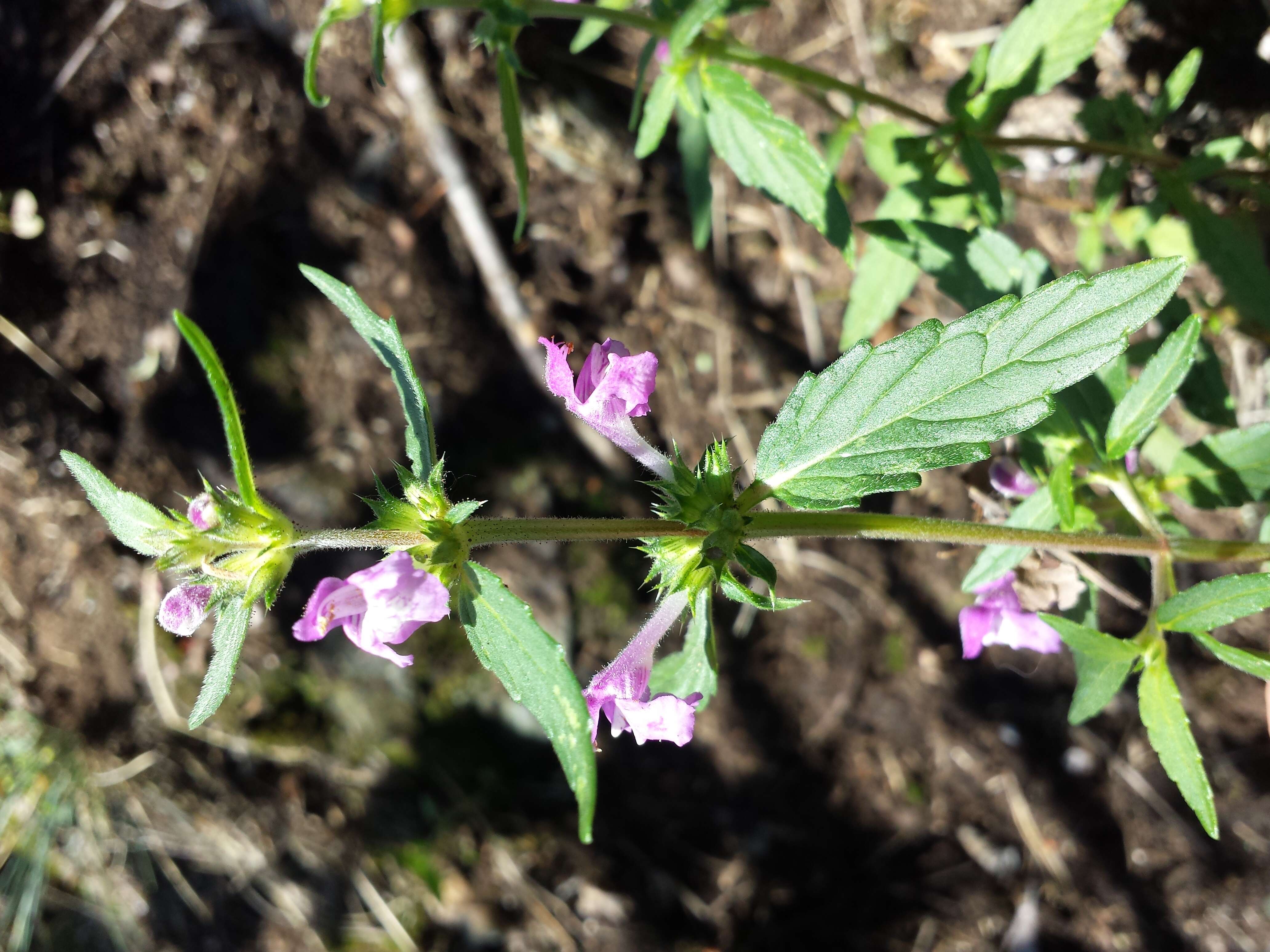 Imagem de Galeopsis ladanum L.