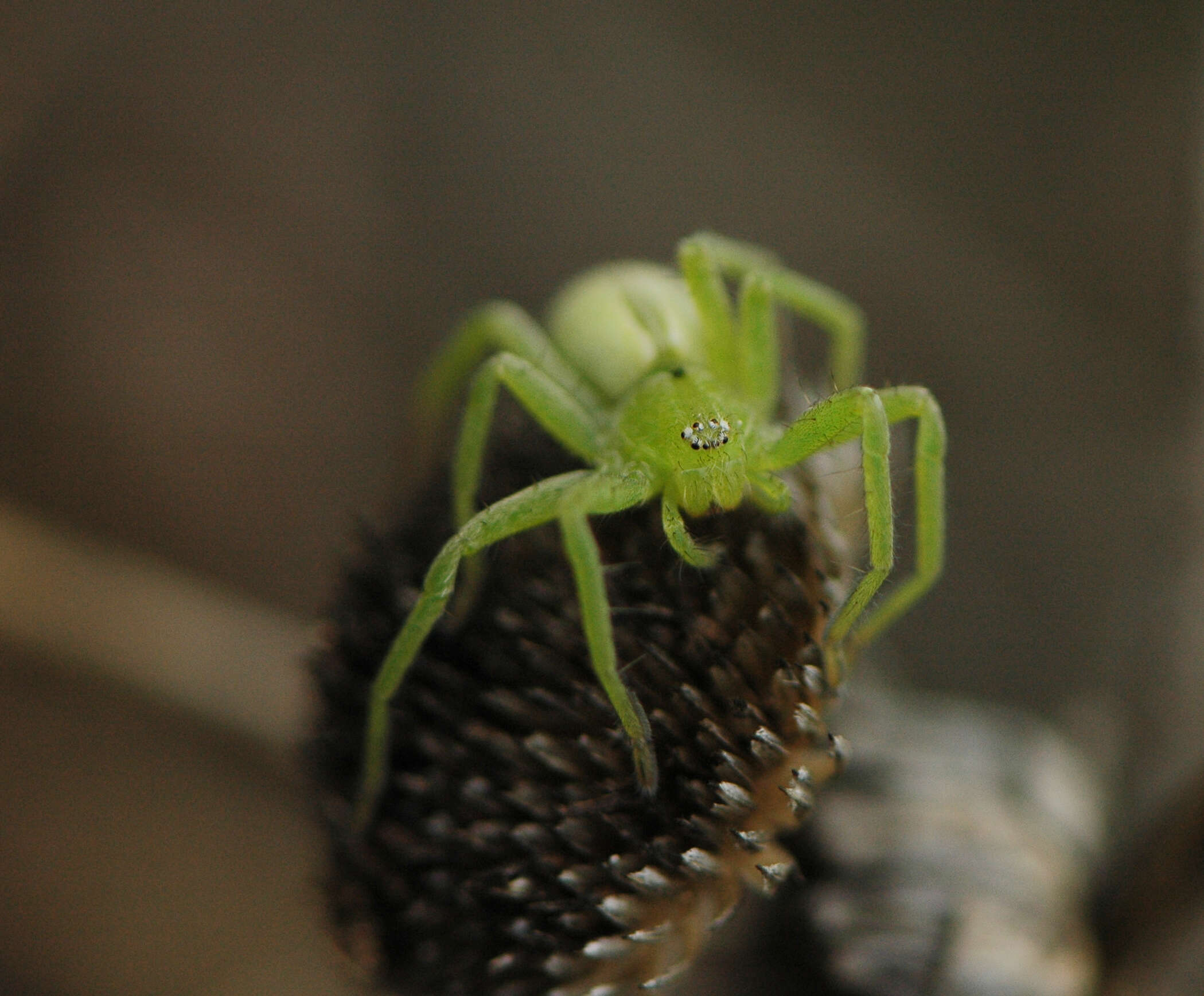 Image of Micrommata ligurina (C. L. Koch 1845)