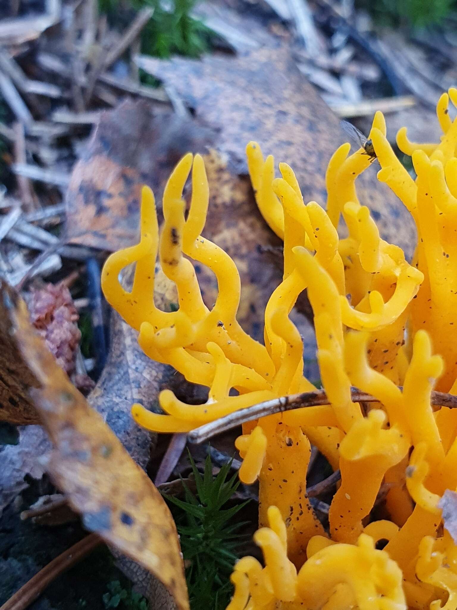 Imagem de Calocera viscosa (Pers.) Fr. 1821