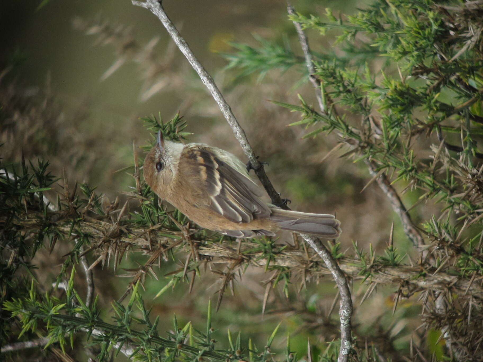 Image of Bran-colored Flycatcher