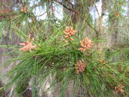 Image of Slash Pine