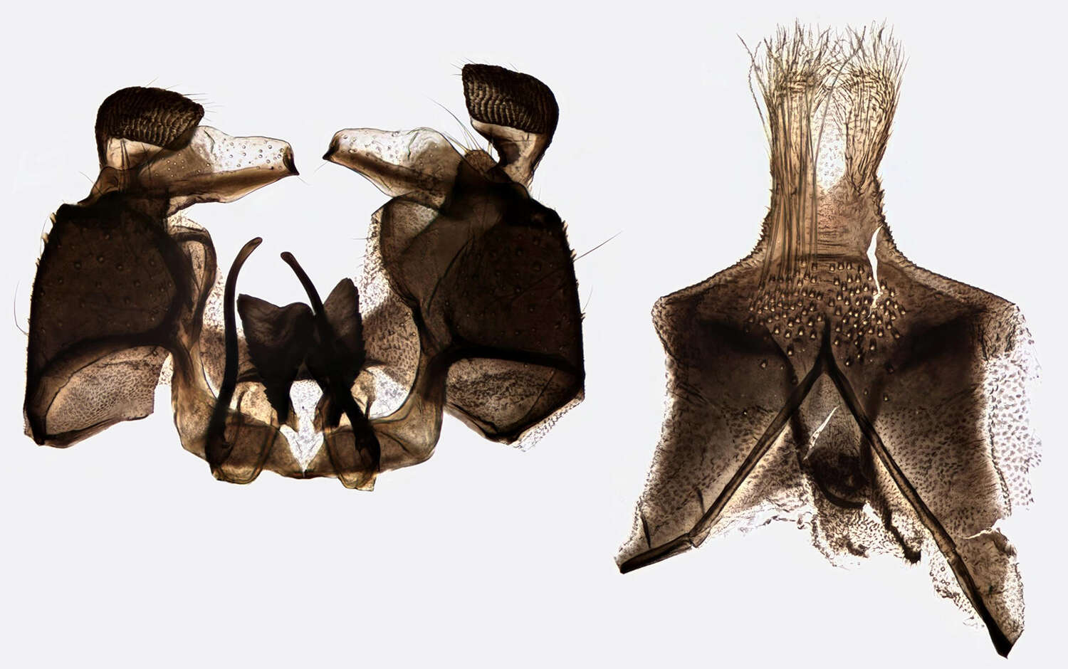 Image of Ormosia (Ormosia) nodulosa (Macquart 1826)