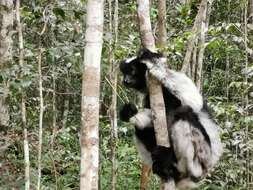 Image of indri