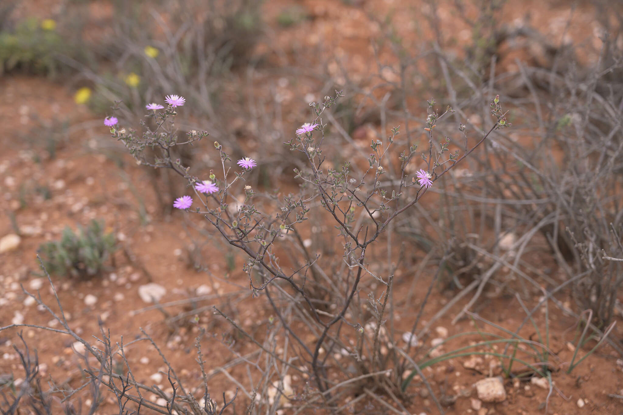 Imagem de Drosanthemum