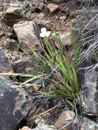 Image of Diplarrena moraea Labill.